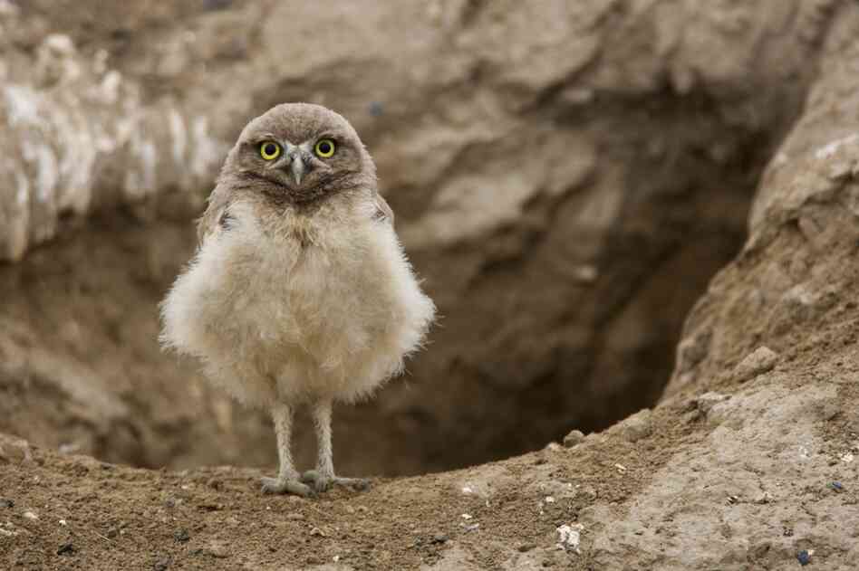 A burrowing owl.