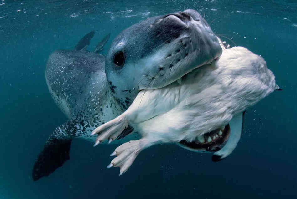 Over the course of a five-day photographic study, she brought him approximately 30 penguins, beginning with live penguins, then weaker penguins to make it easier for him, dead penguins — and even demonstrated how to eat one.