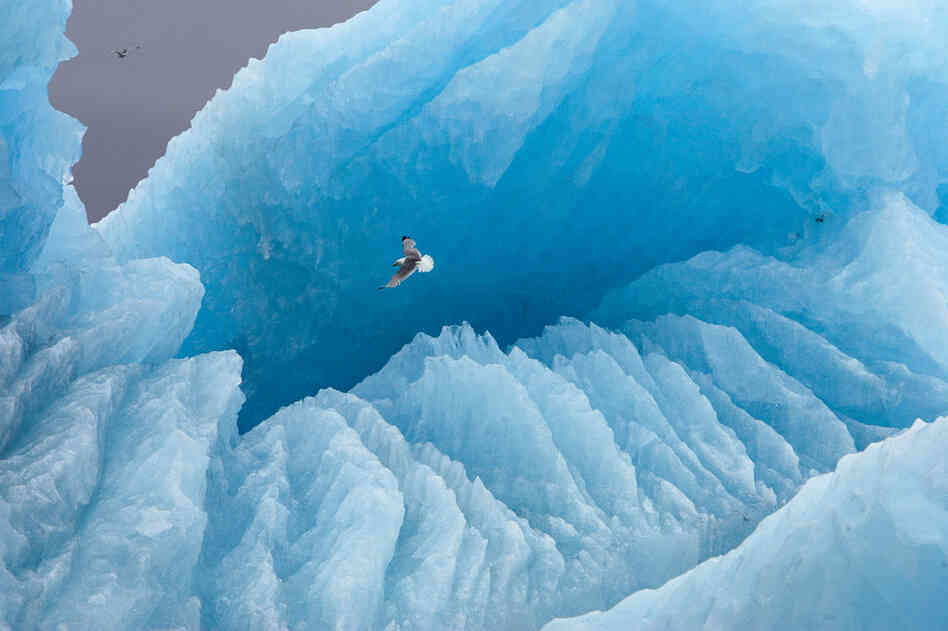 A kittiwake soars in front of a large iceberg in Svalbard, Norway.