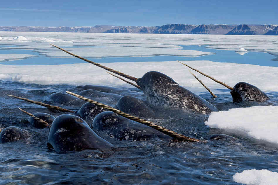 Nicklen writes in his book, "Of all the animals I have ever photographed, the Arctic's narwhals are the most mysterious, unusual and elusive. Because of their incredibly shy nature and advanced echolocation, underwater images of these magnificent creatures are rare."