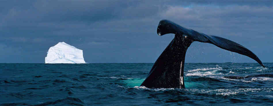 Parked on a whale's back, Nicklen barely escaped disaster by slowly backing up as the whale arched its back and curled its tail, dumping hundreds of gallons of water into his small boat. Rightfully overwhelmed, Nicklen did not snap a photo. But here, a bowhead whale dives to feed on copepods in Baffin Bay, Nunavut.