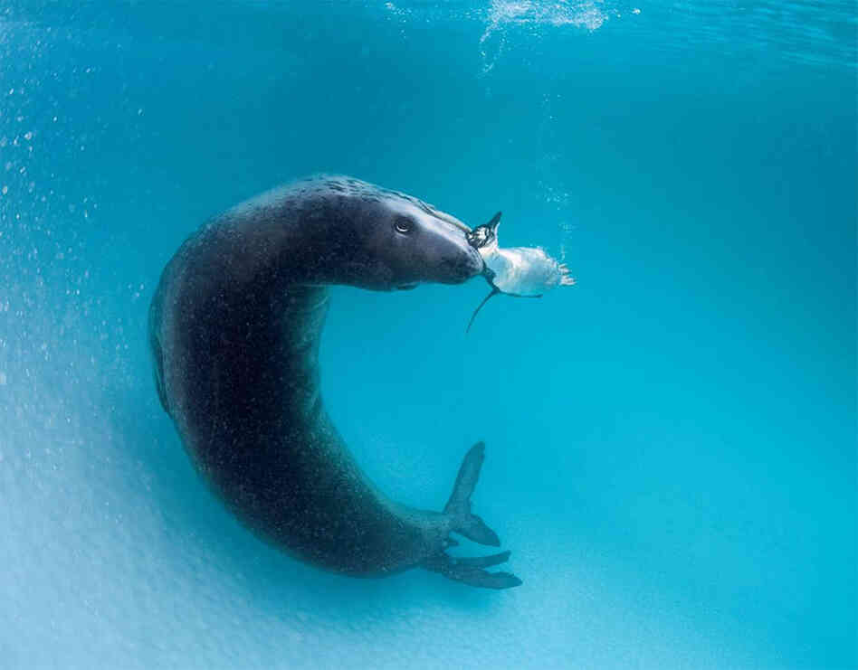 When Nicklen refused to eat the penguins, the leopard seal became more and more insistent in her efforts to feed him. "She's trying to make it a beautiful package," Nicklen describes. "She's trying to make herself look elegant ... doing these ballet-like moves."