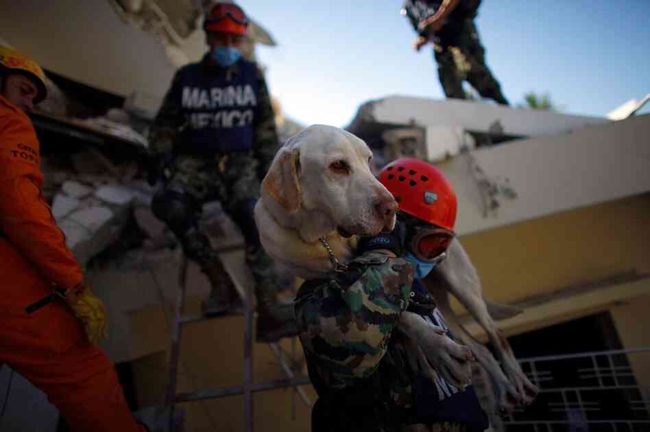 Mexican rescue workers carry their cadaver dog off the roof of the St. Gerard school outside Port-au-Prince.
