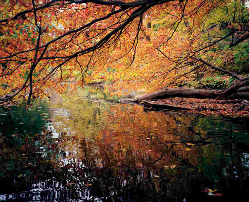 Bronx River, New York Botanical Garden, autumn