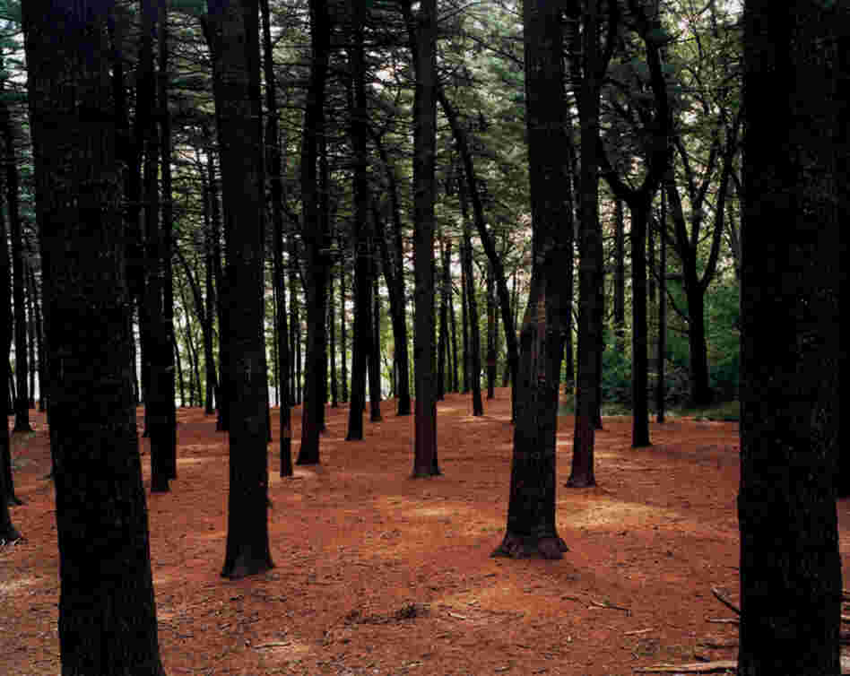 Forest Park, pine woods off Forest Park Drive, summer