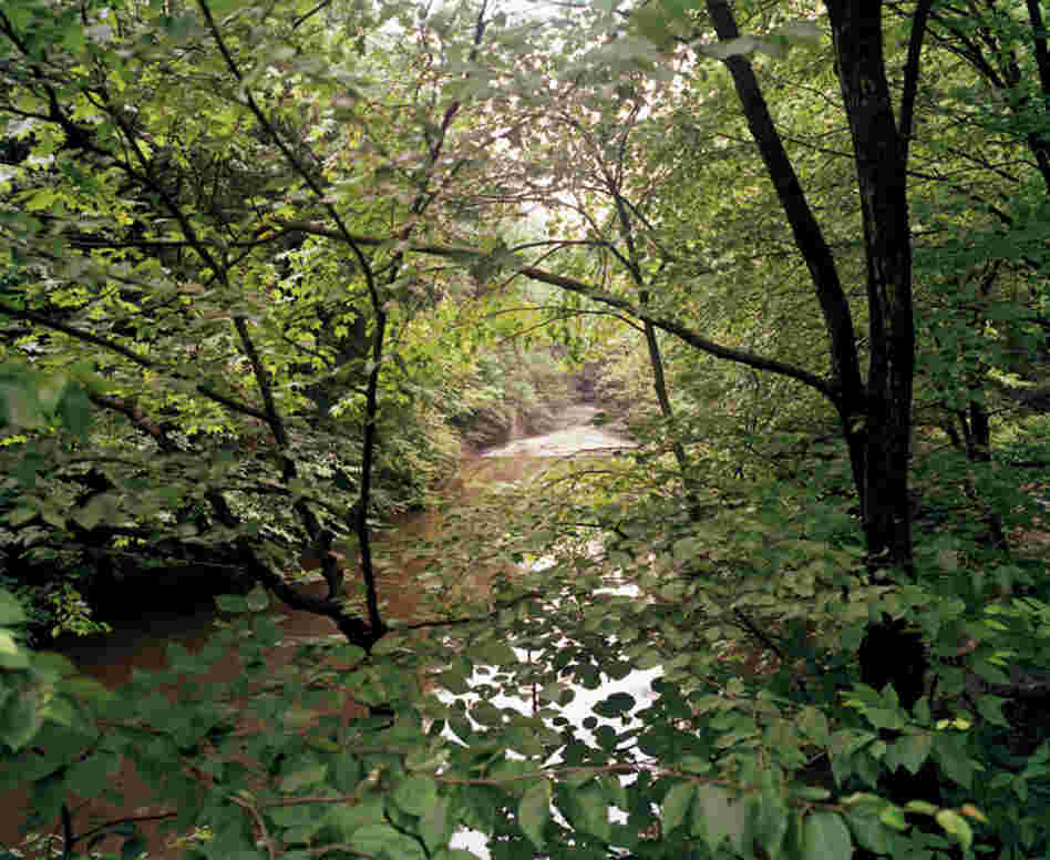 New York Botanical Garden, Bronx River, near the falls at Snuff Mill, summer
