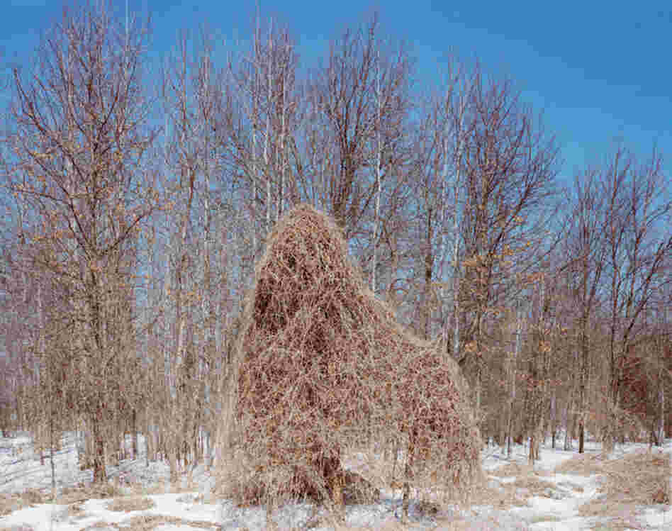 Pelham Bay Park, tree covered in vines, winter