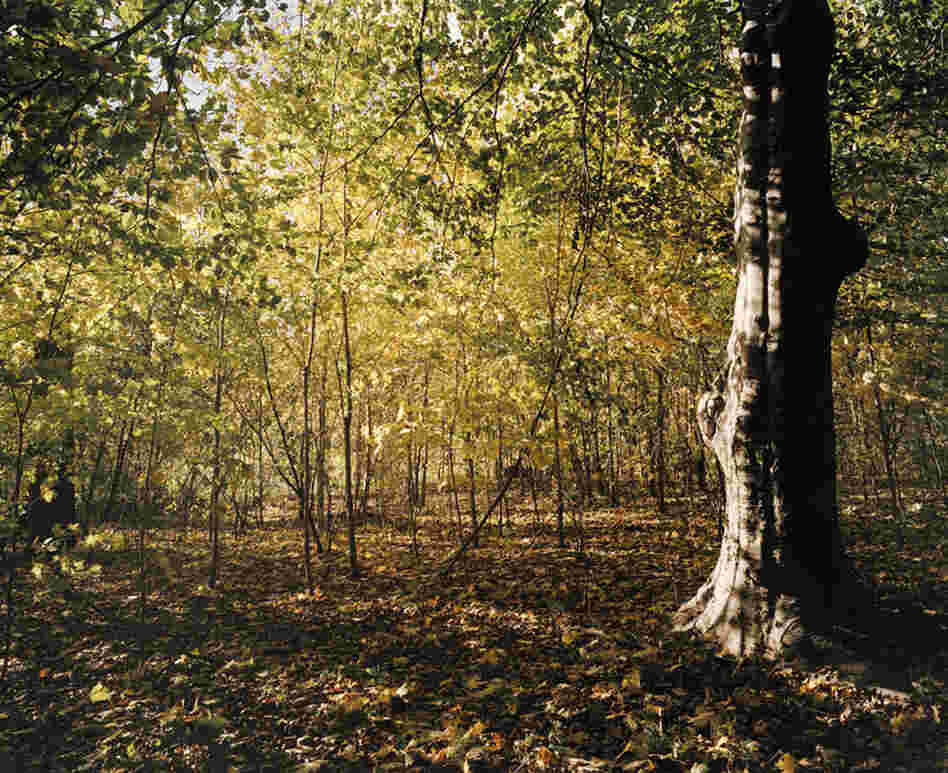 Prospect Park, woods in the ravine, autumn
