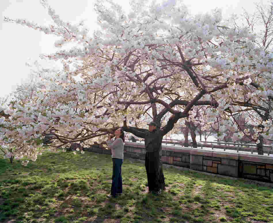 Riverside Park, near 98th St., ornamental cherry, spring