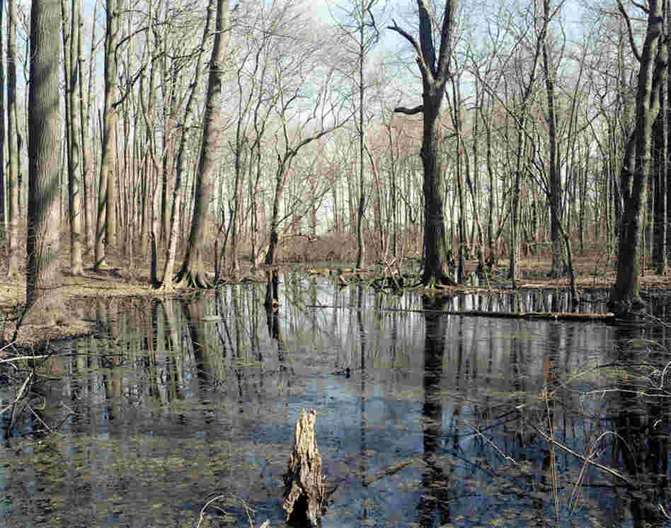 Wolfe's Pond Park, swamp north of pond, winter