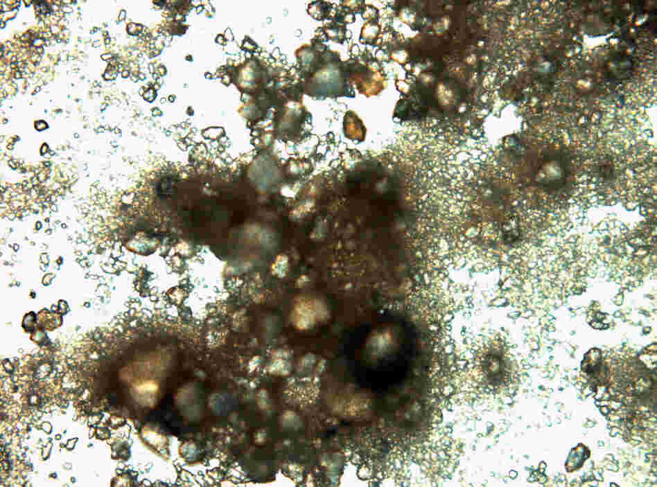 Siberian Actinobacteria #0807-tV26 (400,000 to 600,000 years old; Niels Bohr Institute, Copenhagen). This is the oldest living specimen so far in Sussman's series.