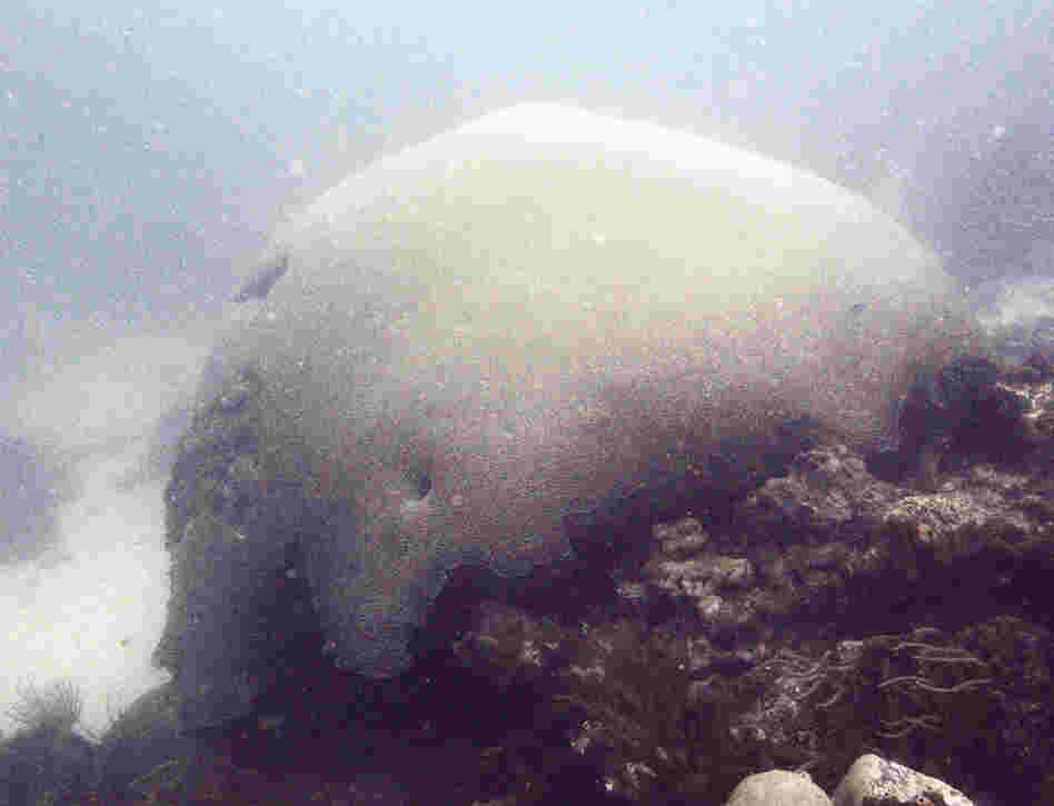 Brain Coral # 0210-4501 (2,000 years old; Speyside, Tobago). This is one of the most recent photographs in the series.