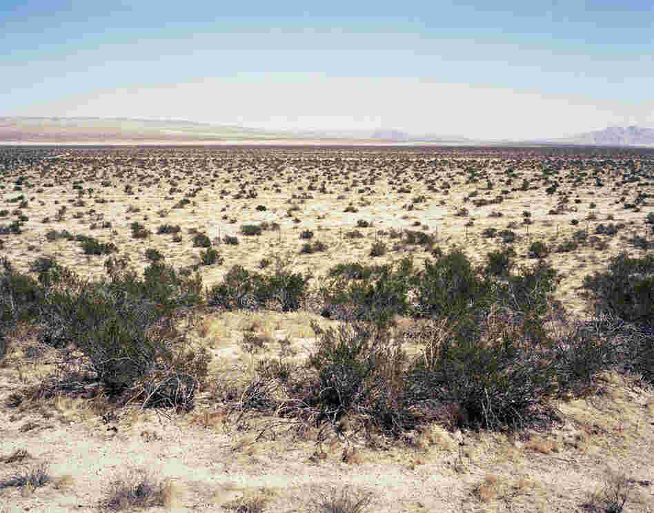 "Creosote Bush #0906-3905" (12,000 years old; Mojave Desert, CA)