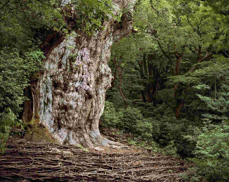 Jomon Sugi, Japanese Cedar #0705-002 (2,180 to 7,000 years old; Yaku Shima, Japan).The photo that started it all. Sussman was advised by several people in Japan to visit the Jomon Sugi. 