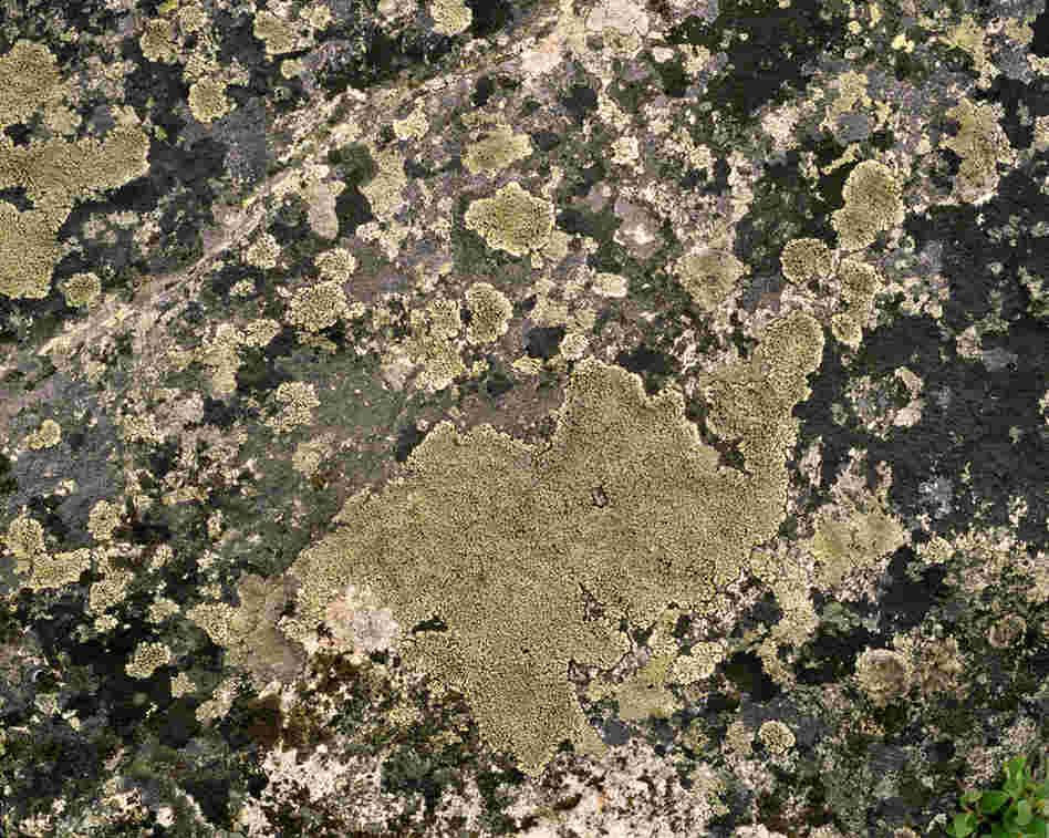 Lichen R. Geographicum #0808-04A05 Approx. 3,000 years old; Alanngorsuaq, Greenland). Sussman said her time in Greenland was "like traveling back in time."