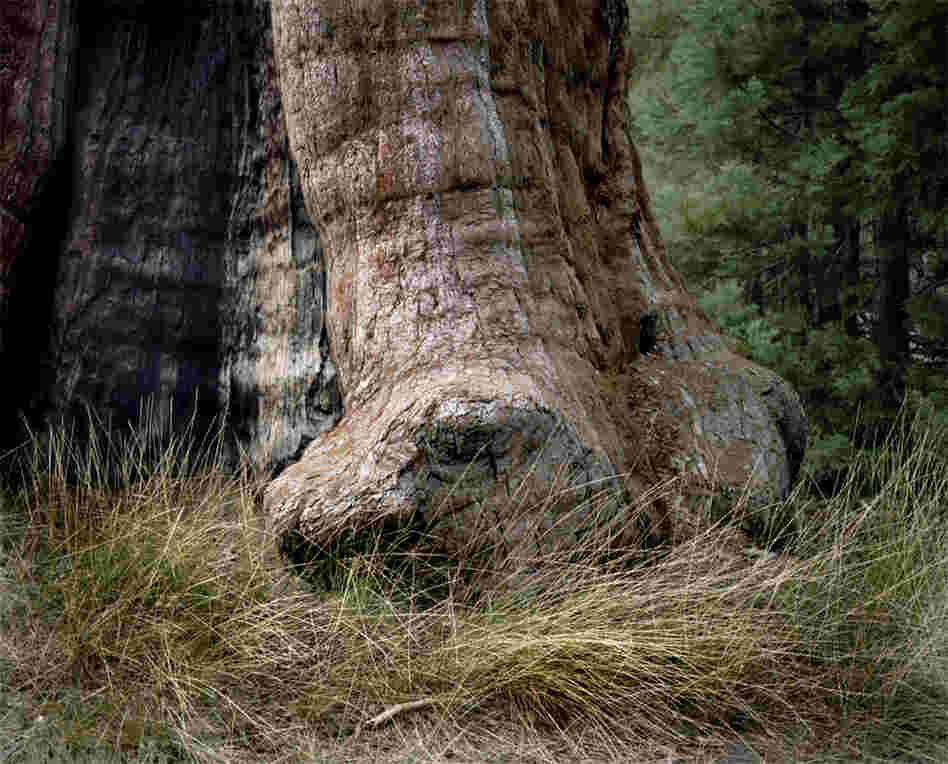 Sentinel Tree #0906-1318 (2,150 years old; Sequoia National Park, Calif.)