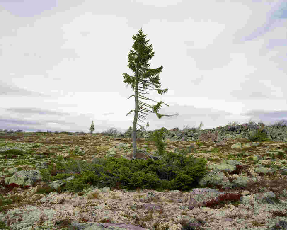 Spruce Gran Picea #0909 – 6B37 (9,500 years old; Fulufjallet, Sweden). The location of the tree is known to very few and Sussman had to promise that she would not reveal it to anyone.