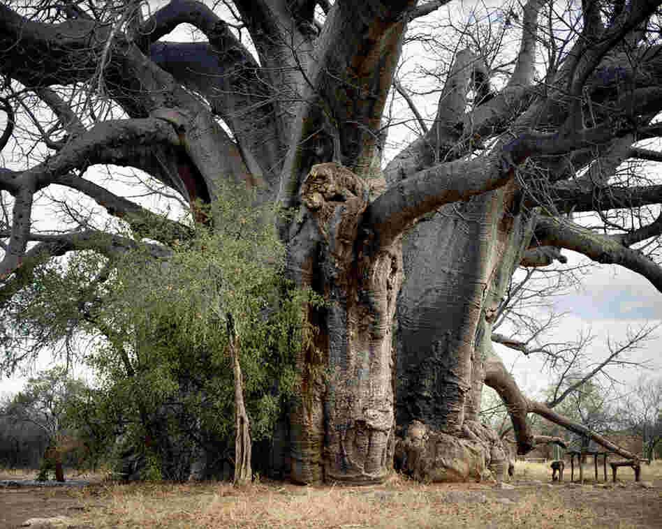 Sagole Baobab #0707-1086 (2,000 years old; Limpopo province, South Africa)