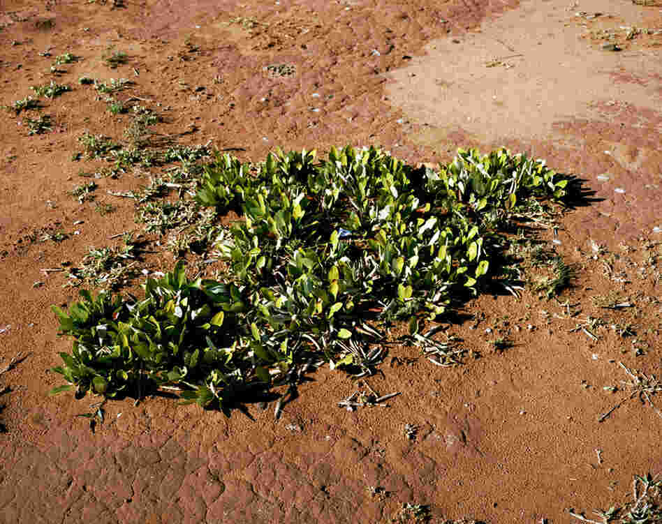 Underground Forest #0707-10333 (13,000 years old; Pretoria, South Africa). This underground forest is larger than it appears because it is photographed only above ground.