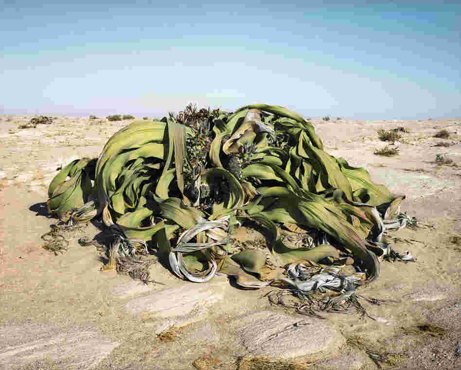 Welwitschia Mirabilis #0707-22411 (2,000 years old; Namib Naukluft Desert, Namibia). This plant has adapted to its desert environment and gets its moisture from the adjacent sea.