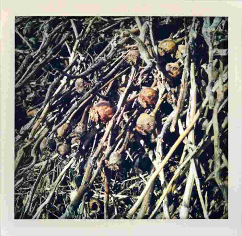 Dried poppies lay in a pile.