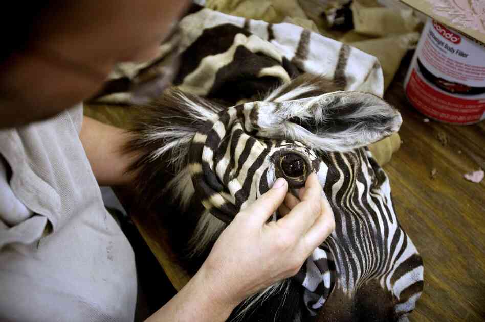 Rhymer tests the fit of a glass eye in the zebra skin he is mounting.