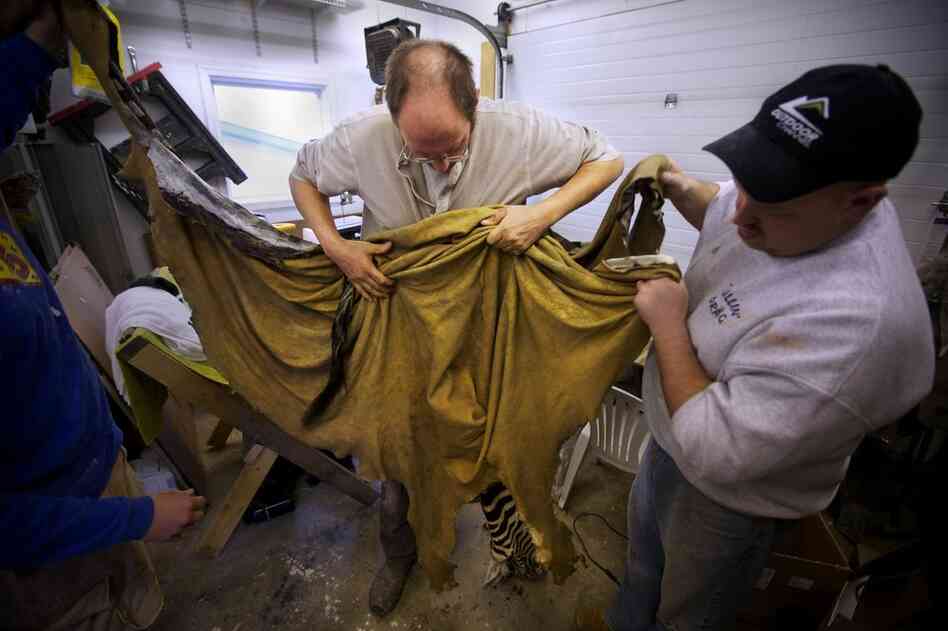 Rhymer and two assistants inspect and gather the zebra skin.