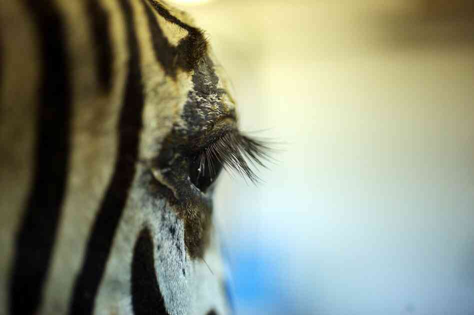 The zebra's eye, finished. Rhymer has stuffed everything from giant squids to baby shrews.