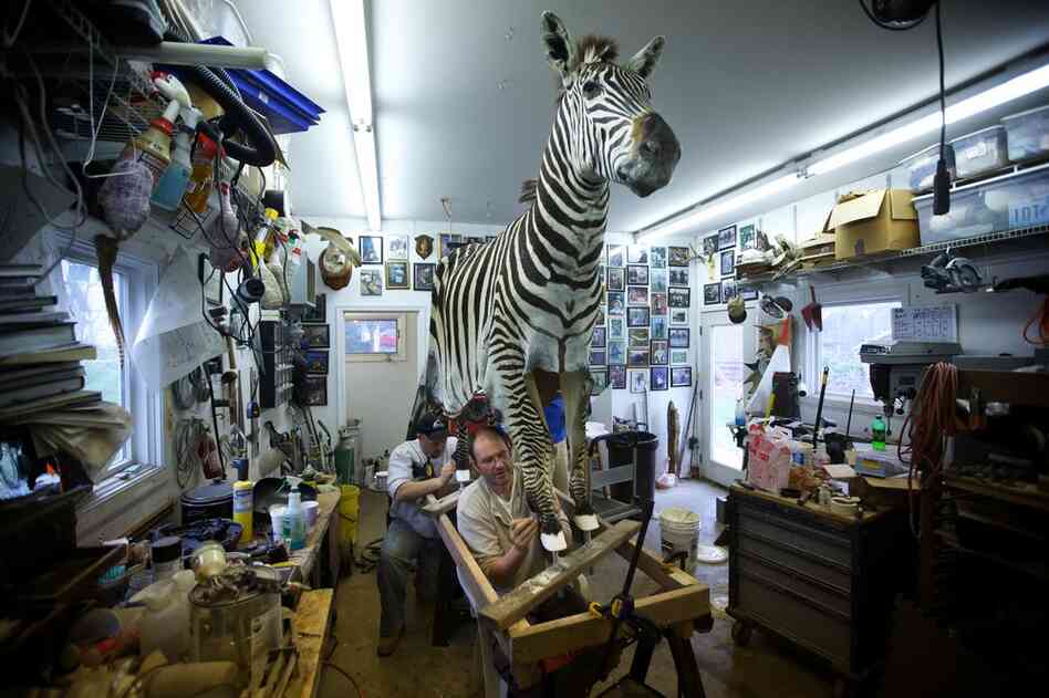 Paul Rhymer, the Smithsonian's last taxidermist, and his assistants sew up the leg of a Burchell's zebra. Rhymer worked for the Smithsonian for a quarter of a century, but the institution no longer needs a full-time taxidermist.