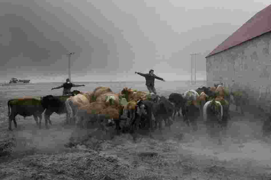 Farmers team up to rescue cattle from exposure to the toxic volcanic ash at a farm in Nupur, Iceland, April 17.  