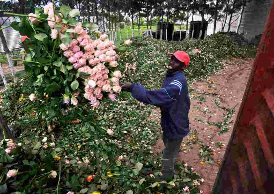 A farm worker loads a truck with discarded fresh roses at a flower exporter's farm April 19 in Naivasha, Kenya. Kenya's flower exports are wilting under the economic burden of European airspace closures, leaving growers facing huge losses. These flowers had been packed and were ready to export but are now going to compost.  