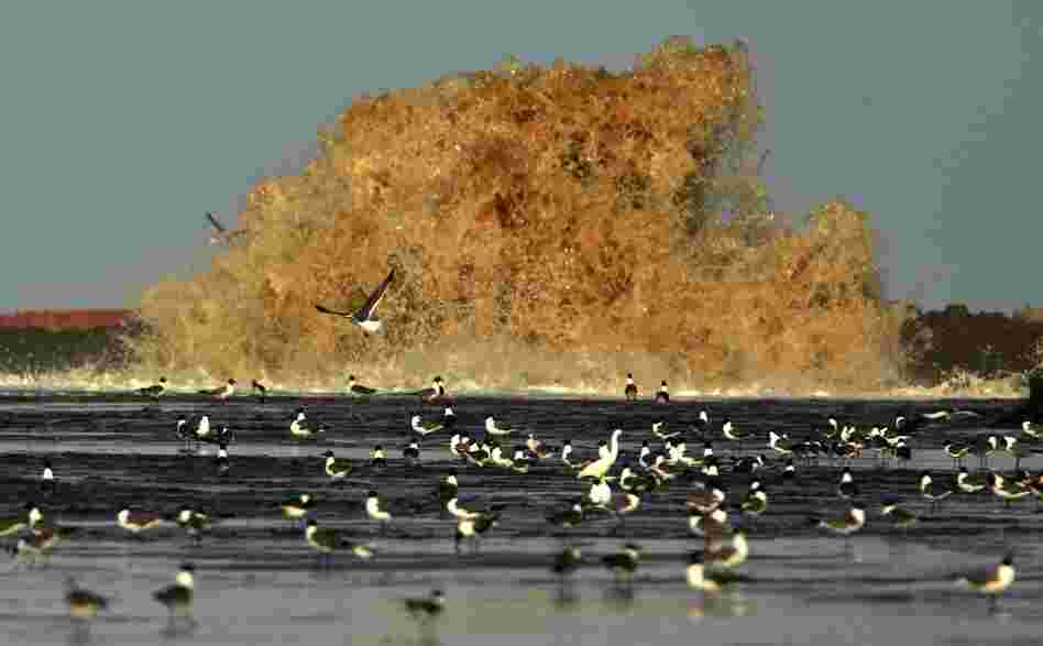 Sand from a dredge is pumped onto East Grand Terre Island, La., to provide a barrier against the Deepwater Horizon oil spill, June 8. 