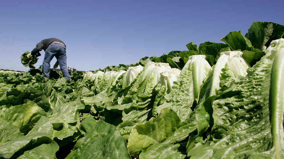 A man picks lettuce in a field