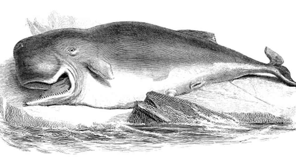 engraving of a sperm whale engraving of a sperm whale