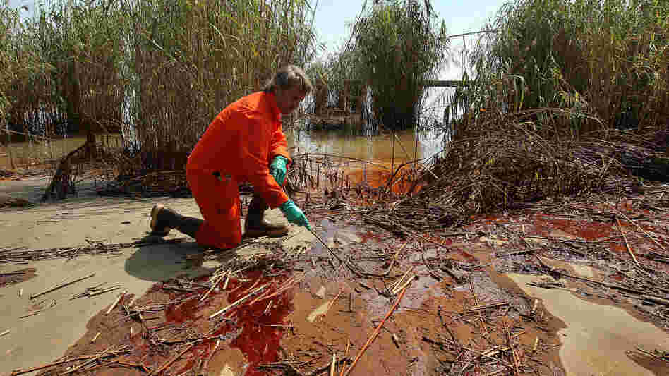 A marine biologist inspect oil.