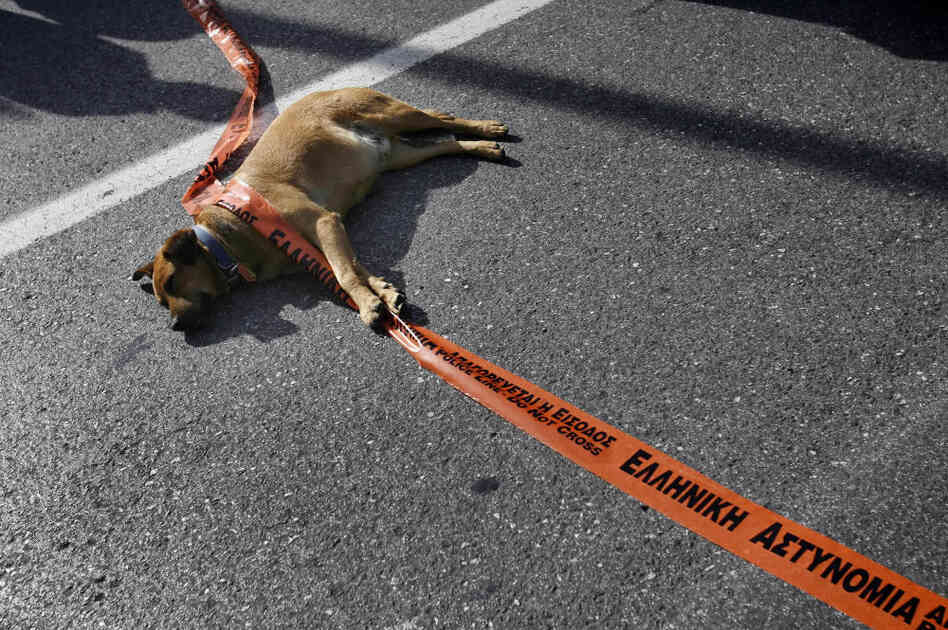 A stray dog plays with a police line dur A stray dog plays with a police line dur