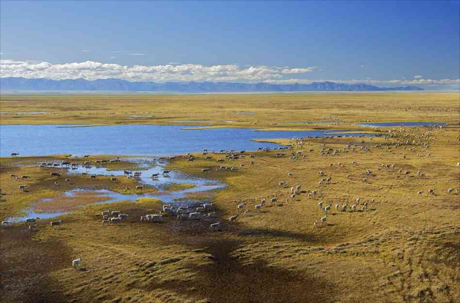 Members of the Porcupine caribou herd migrate across the Arctic National Wildlife Refuge's coastal plain in the so-called "1002 Area," where oil companies have intended to drill in past years