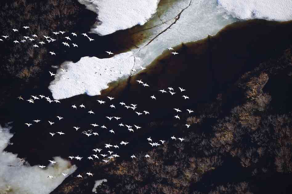 Snow geese return to the Arctic during spring migration along coastal plains near the Teshekpuk Lake area in northwest Alaska.