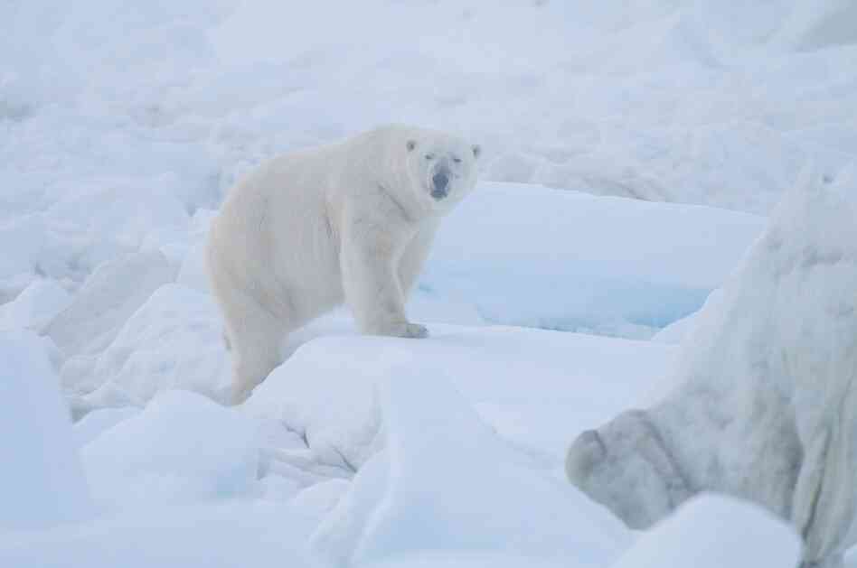 A polar bear patrols the pack ice on the Chukchi Sea in Alaska, looking for seals under the ice.