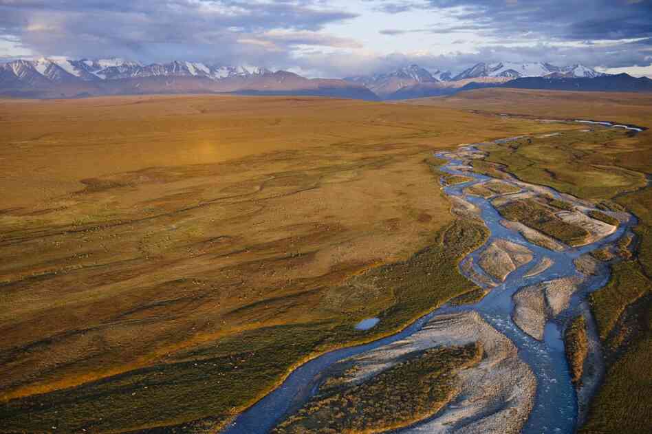 Caribou migrate along theriver in the Arctic Refuge, with the Brooks Range in the background.