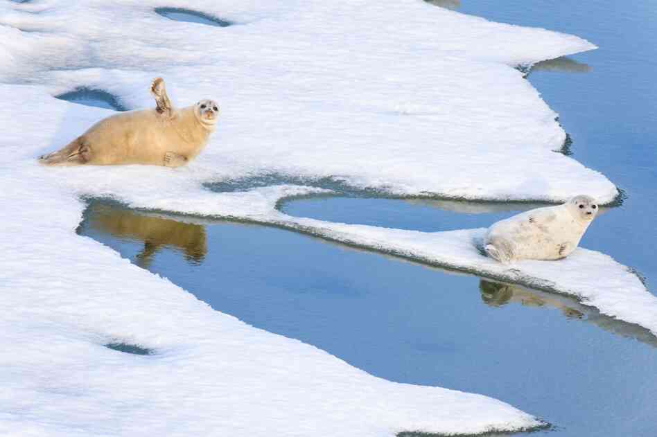 Ringed seals rest on sea ice in early summer on the Beaufort Sea.