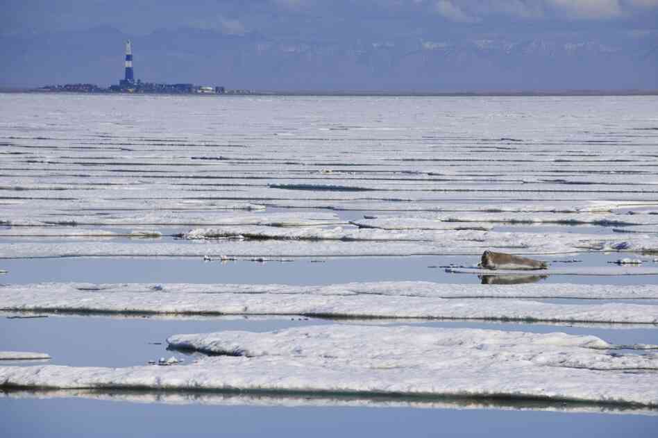 A Bearded Seal rests on sea ice with a oil drilling rig in the background. Beaufort Sea, Alaska.