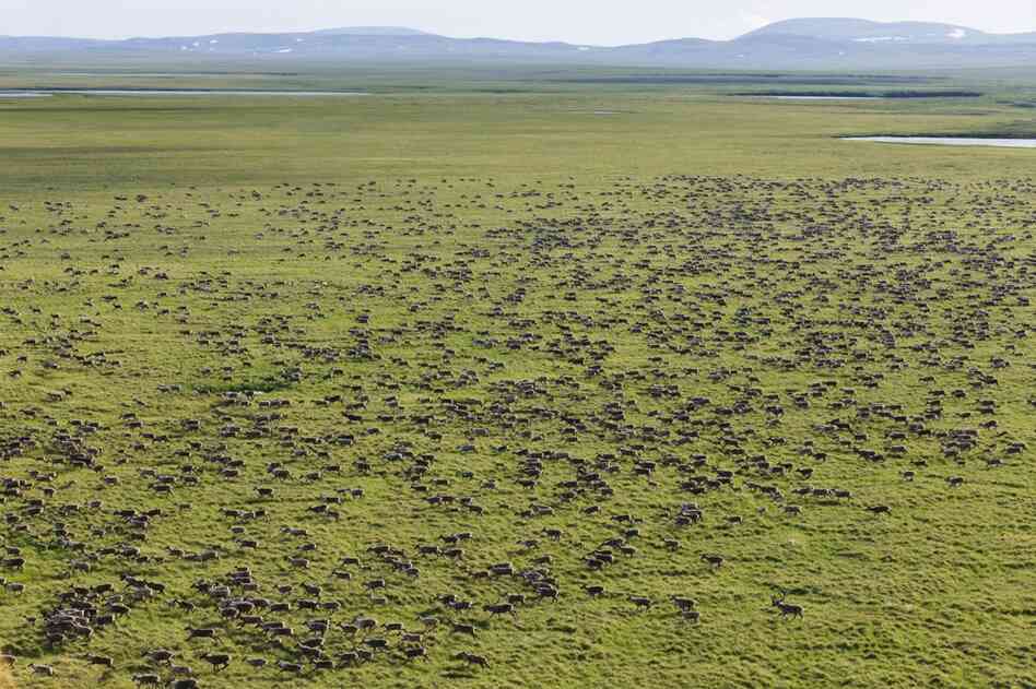 Members of the Western Arctic Caribou Herd, currently about 350,000 animals strong, migrate across areas that have been mapped out for large-scale mining development. The herd has one of the longest migration routes of any land mammal in North America.