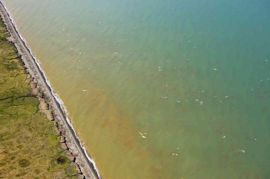 Hundreds of beluga whales gather along the coast of the Chukchi Sea near a proposed Western Arctic coal project, where the construction of a deepwater port is being discussed.
