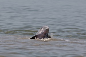 A dolphin rises up out of the water near Grand Terre Island off the coast of Louisiana on June 14.