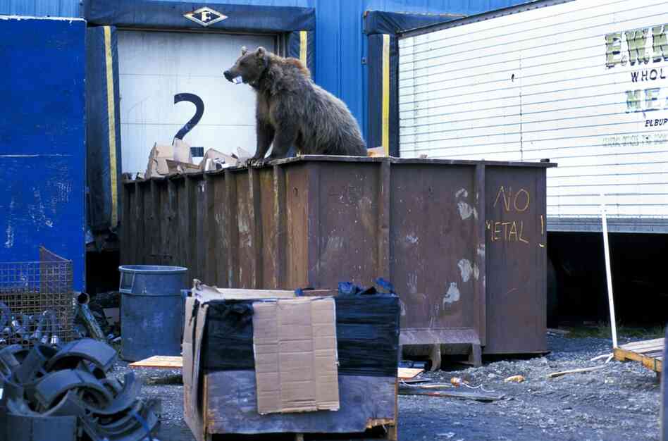 A grizzly bear tries to find food in a garbage container at the Prudhoe Bay oil field.