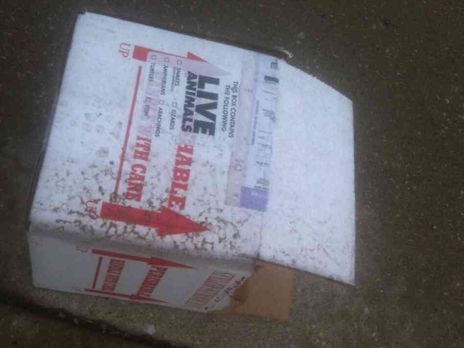 photo of empty box labeled live animals photo of empty box labeled live animals
