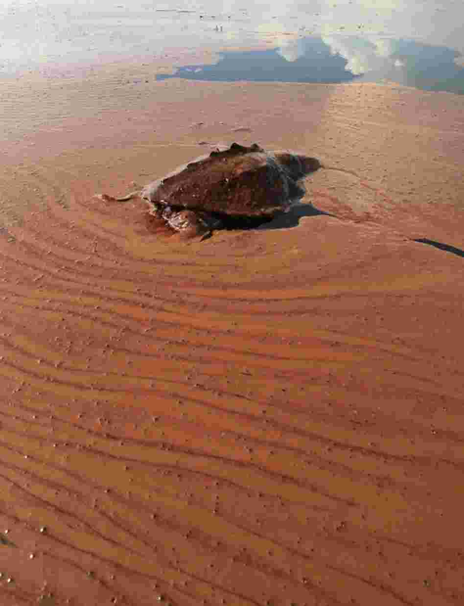 A dead turtle floats on a pool of oil from the Deepwater Horizon spill in Barataria Bay off the coast of Louisiana on June 7.  