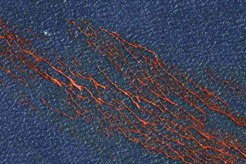 Tendrils of oil mar the waters of the Gulf of Mexico in this satellite image taken Monday. An estimated 5,000 barrels of oil a day are seeping into the Gulf, after an explosion last week on a drilling rig about 50 miles off the Louisiana coast. 