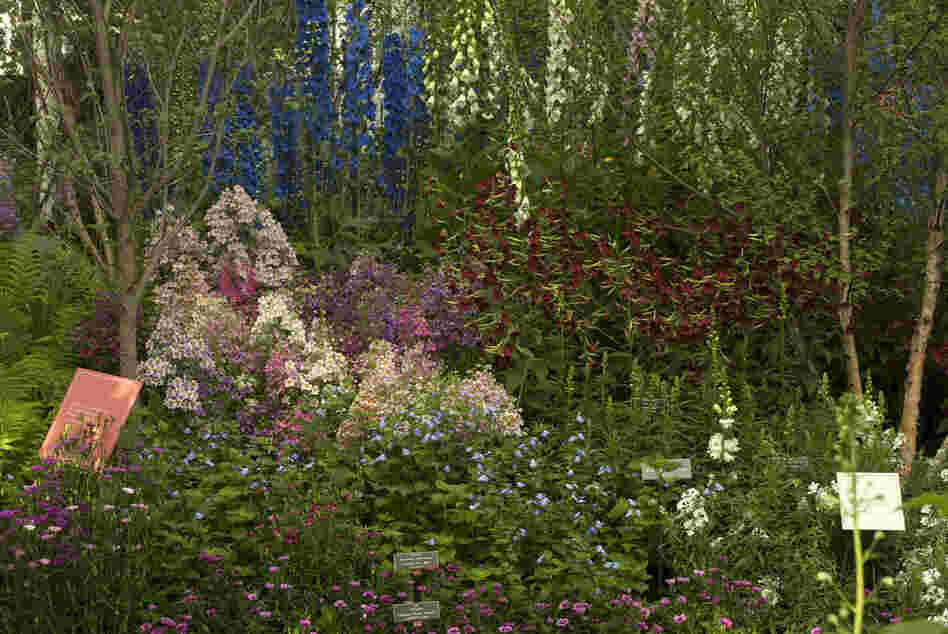The flower show Emily Dickinson's Garden: The Poetry of Flowers, at the New York Botanical Garden, re-creates a 19th-century-style New England Garden. Flowers on display include dianthus, bowallia, foxglove and delphinium. 